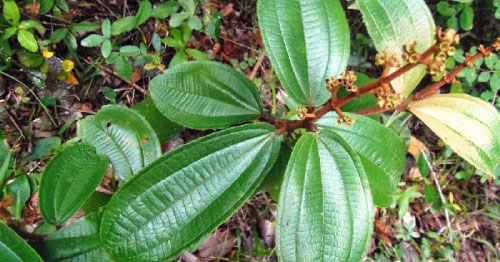 chá de canela de velho