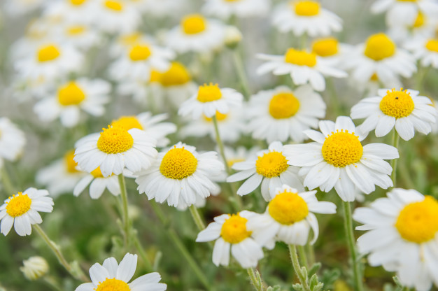 flores de camomila