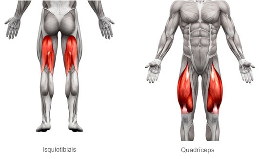 isquiotibiais e quadríceps