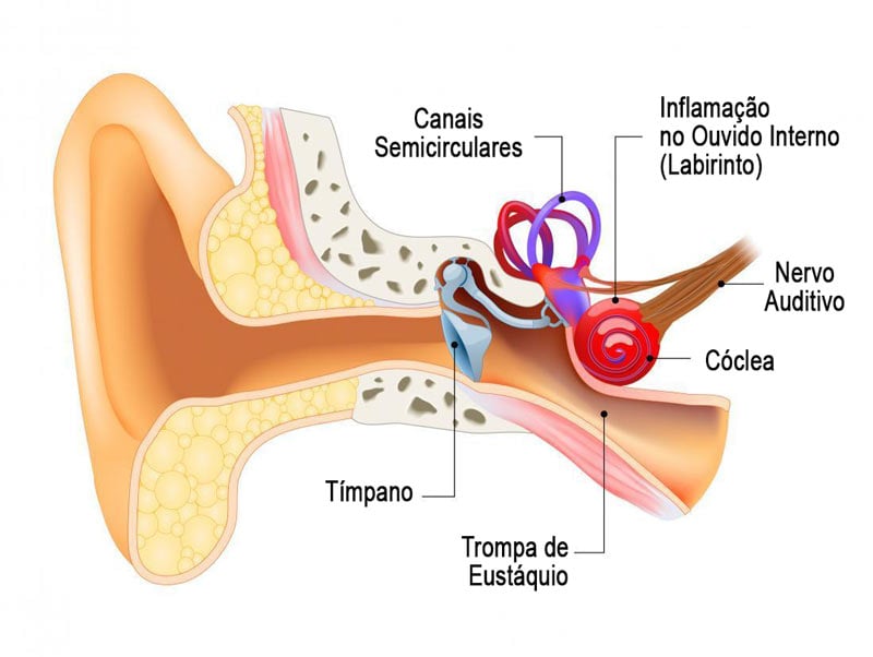 Estructura del oído interno - laberintitis