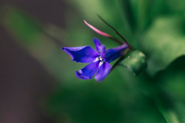 Flor de lobélia