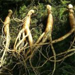 Ginseng