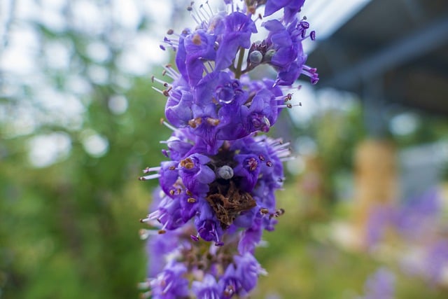 Vitex