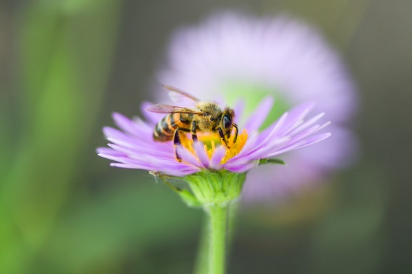 abelha-coletando-pólen-na-flor