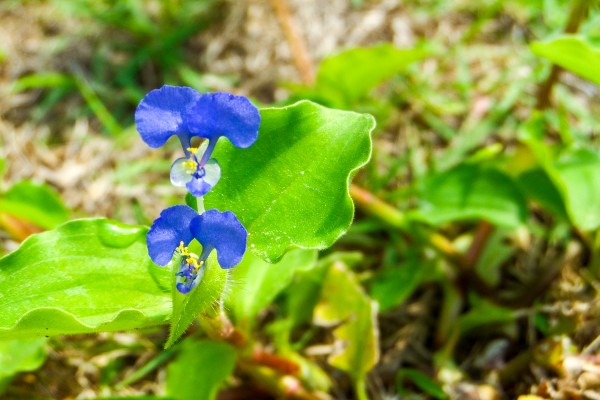 Commelina spp