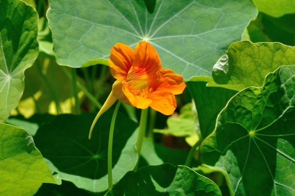 Flor de capuchinha