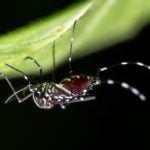Sintomas da dengue e como tratar