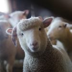 Leite de ovelha tem lactose? Benefícios e dicas!