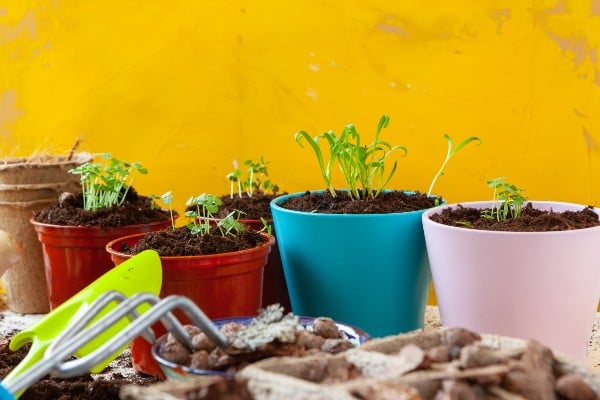 Como plantar salsinha em vasos