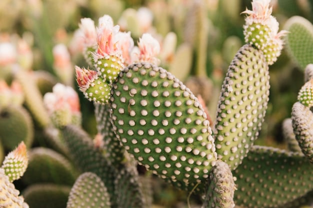 Opuntia fícus-indica Figo da índia