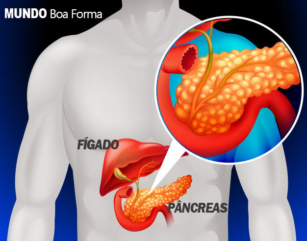 fígado e pâncreas