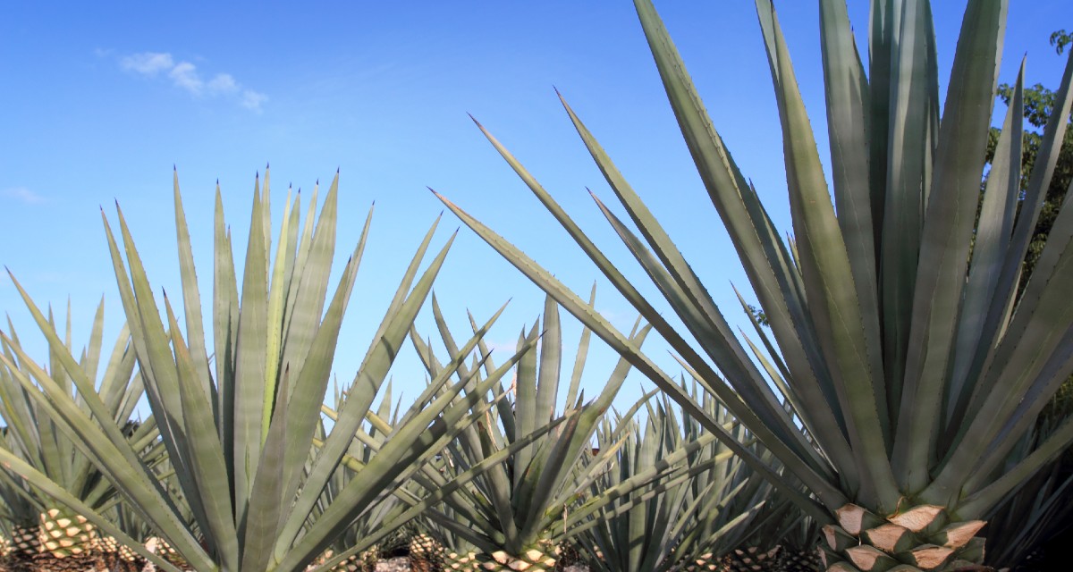 Xarope de agave o que é, para que serve e como usar MundoBoaForma