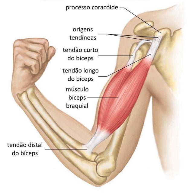 Anatomia do bíceps