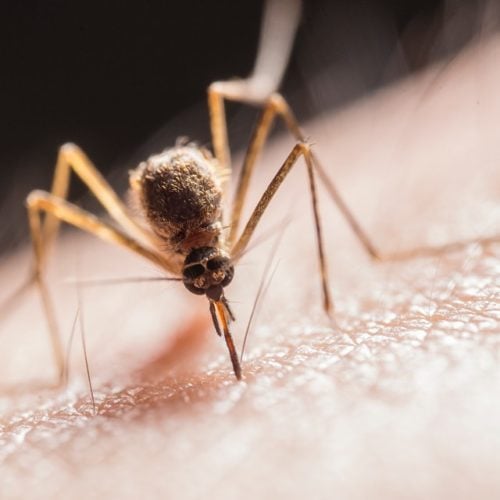 Picada de mosquito
