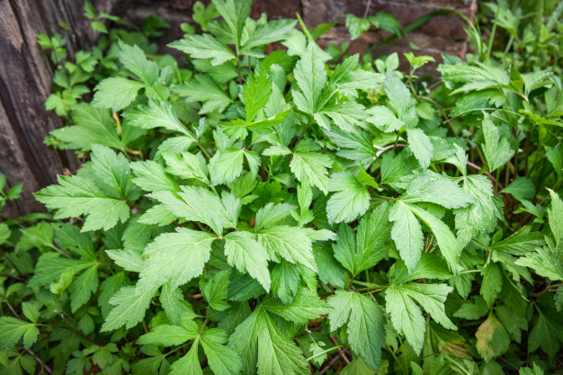 Plantação de artemísia