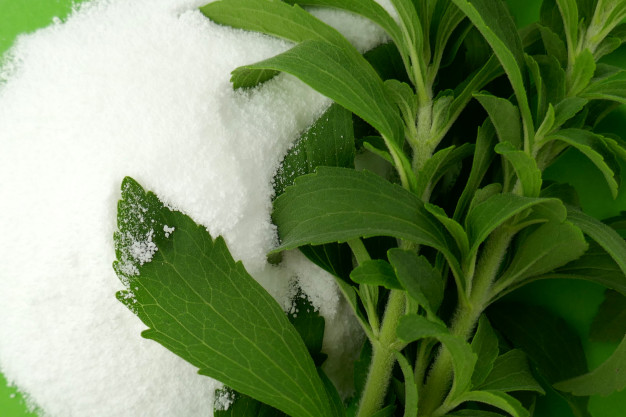 Stevia rebaudiana