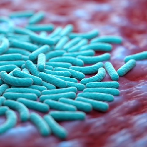 bactérias no intestino delgado