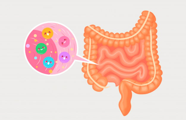 bactérias saudáveis da microbiota intestinal