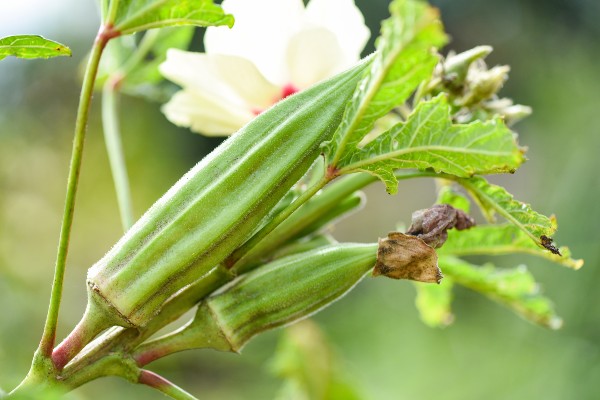 Dicas de como plantar quiabo