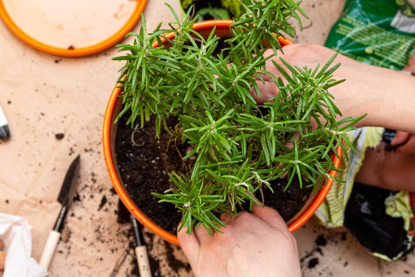 Como plantar alecrim em casa