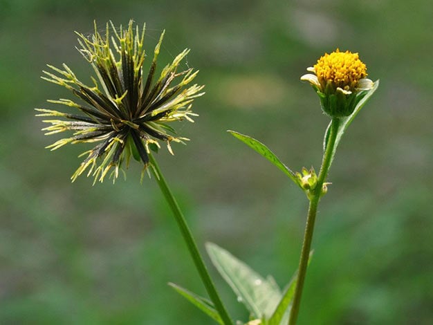 Flor de picão-preto 