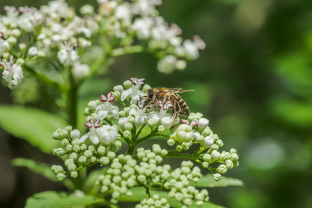 Flores da valeriana