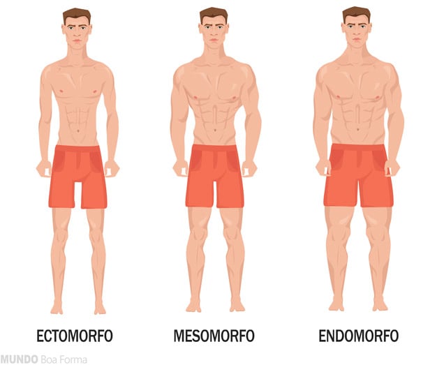 ectomorfo mesomorfo endomorfo