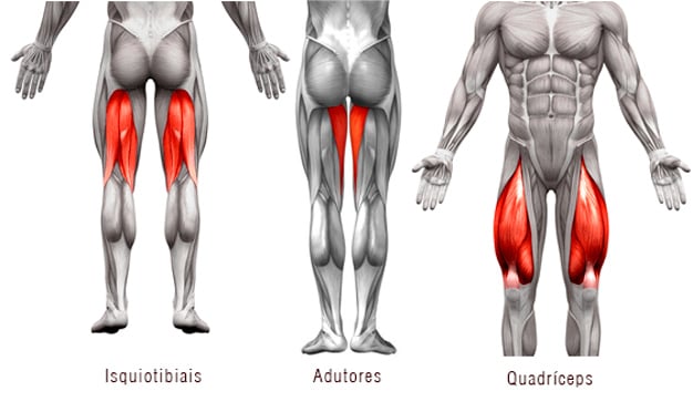 quadríceps e Isquiotibiais e adutores