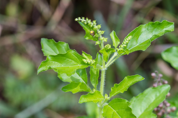 pé de tulsi