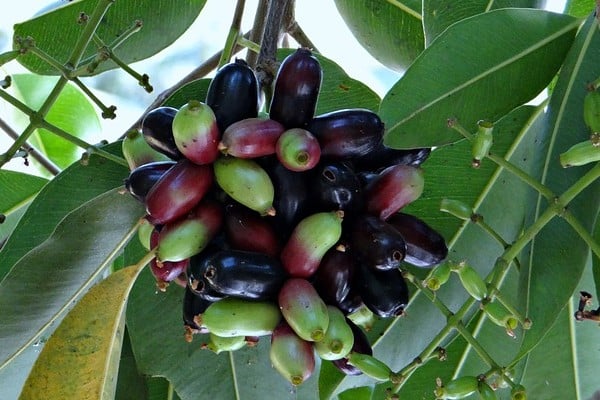 Fruta jambolão