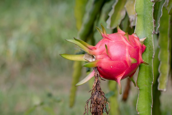 Cultivo - Como plantar pitaya