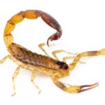 Picada de escorpião - O que fazer e como se prevenir