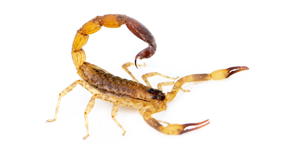 Picada de escorpião O que fazer e como se prevenir MundoBoaForma