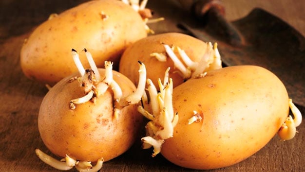 batatas germinadas