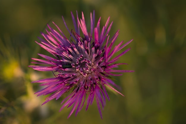 flor de cardo mariano