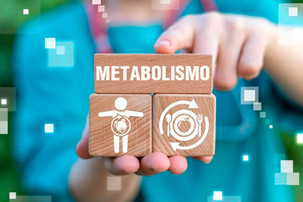 metabolismo pedaços de madeira encaixados