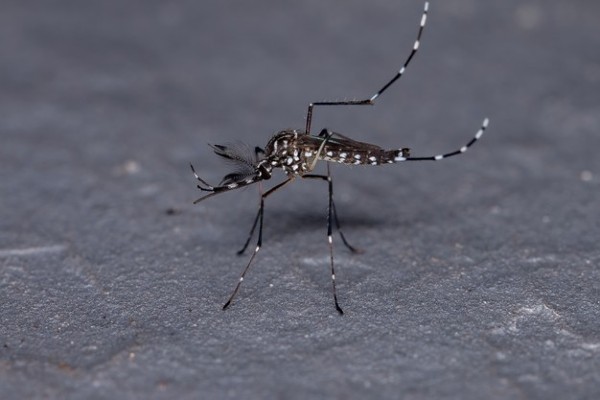 mosquito da dengue
