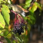 Elderberry - Benefícios, para que serve e efeitos colaterais