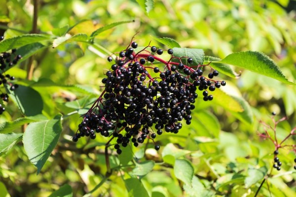 sambucus nigra