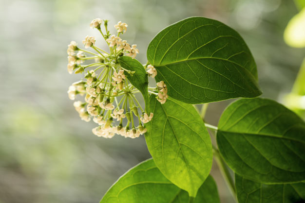 gymnema inodorum folhas e flores