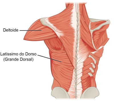 músculos costas latíssimo dorso deltoide