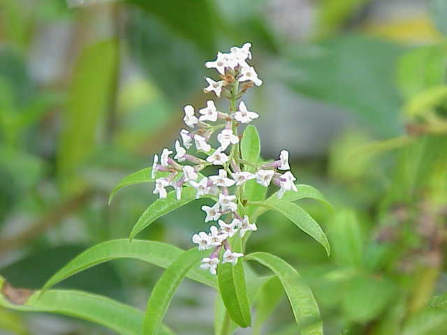 Aloysia triphylla