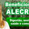 vídeo benefícios do alecrim