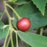 Benefícios da fruta calabura - Para que serve e propriedades