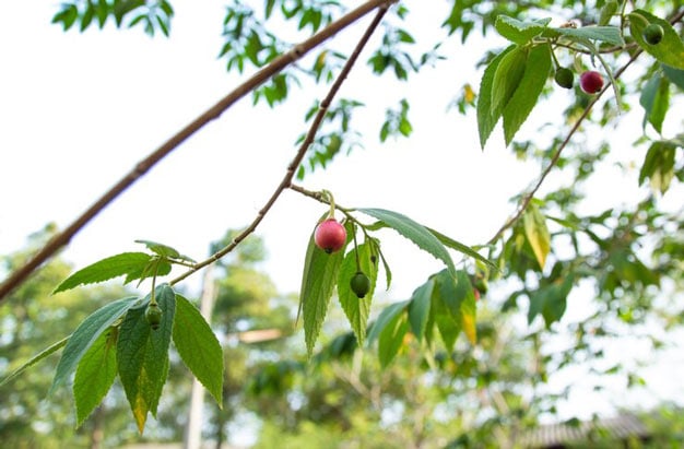 Benefícios da fruta mutingia calabura