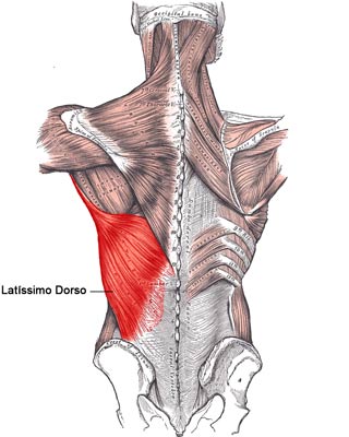 Latíssimo dorso