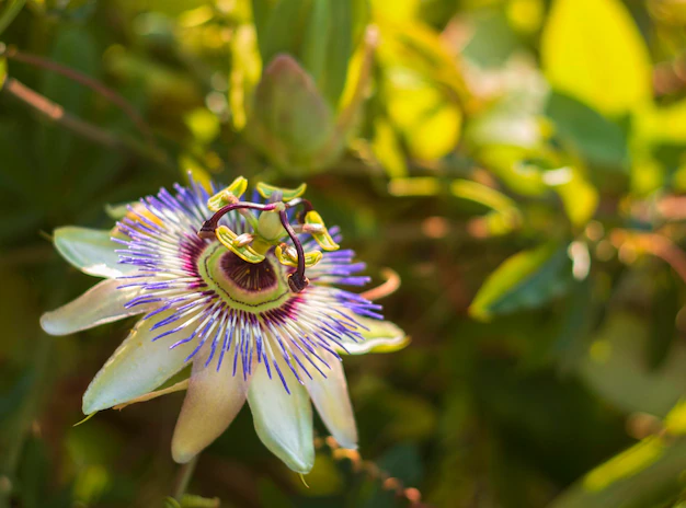 Passiflora