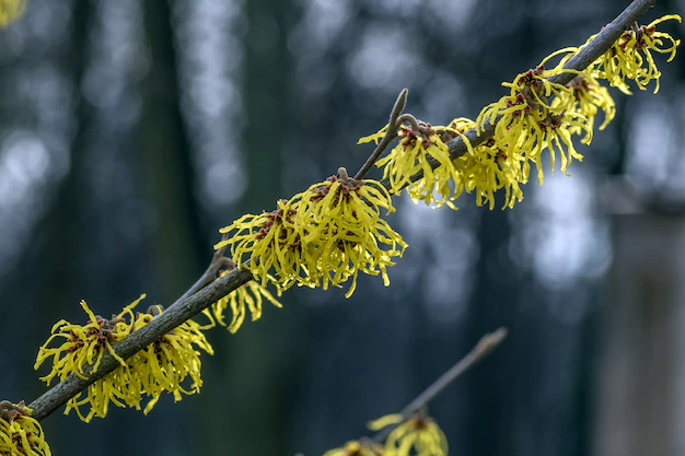 Planta hamamélis