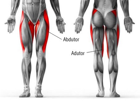 músculos adutores e abdutores