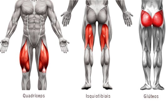 quadríceps, isquiotibiais e glúteos
